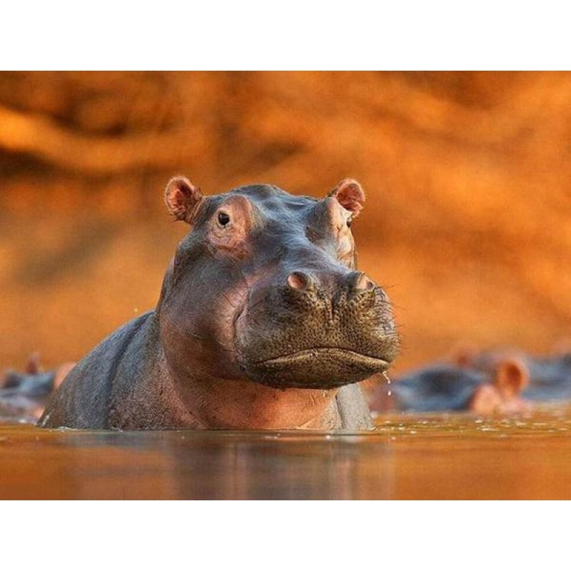 Hippo in Water DIY P...