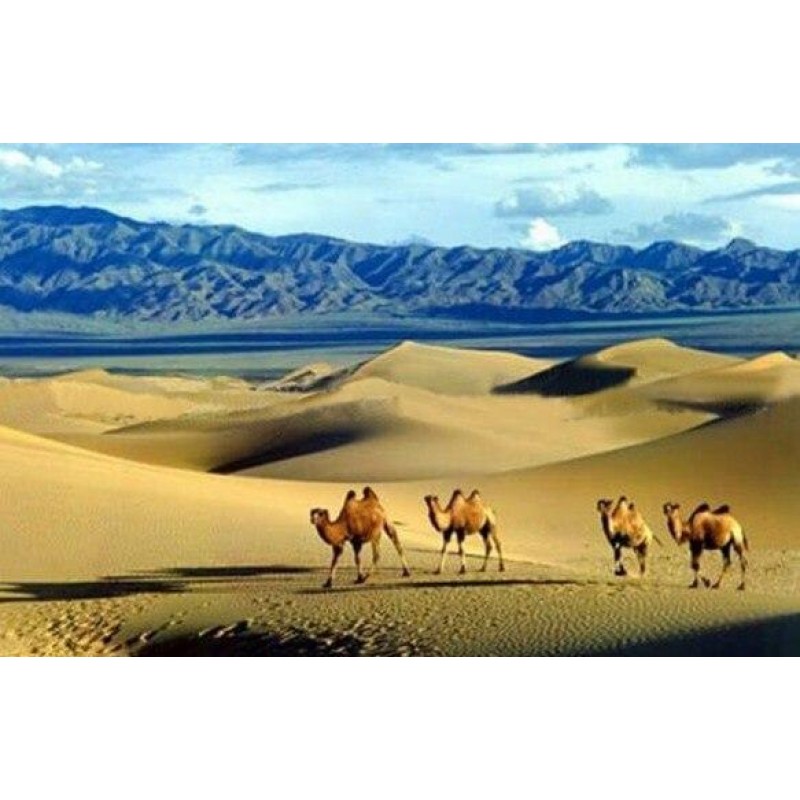 Camels in the Gobi D...