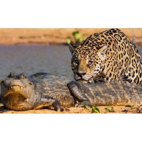 Jaguar & Crocodile