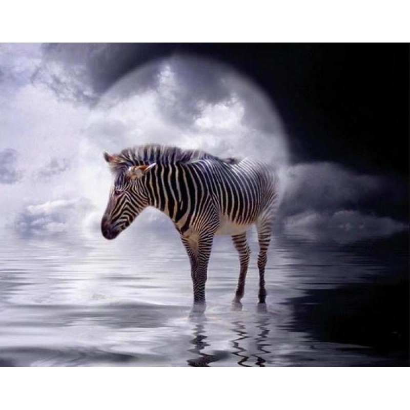 Zebra Standing in th...