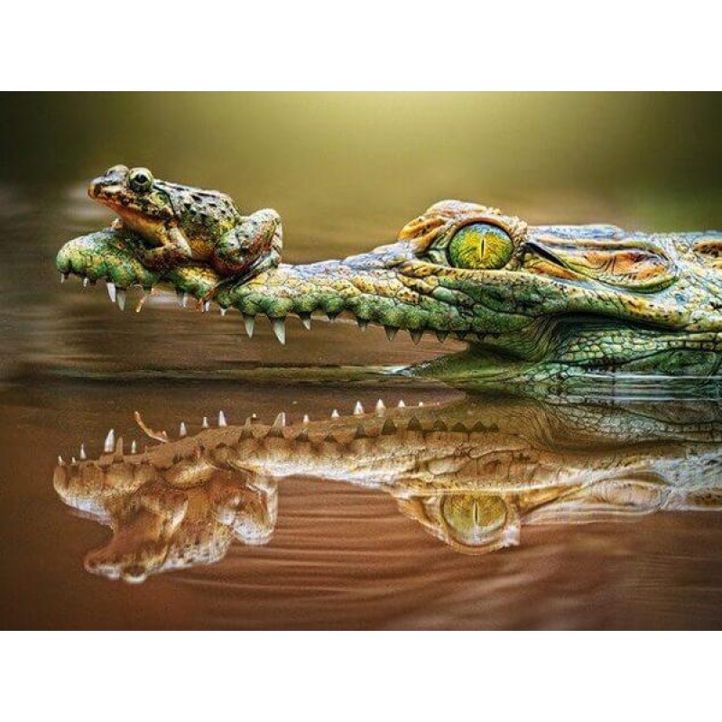 Crocodile & Frog...