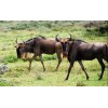Wildebeest - Diamond Painting Kit