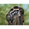 Wild Raccoons - Diamond Painting Kit