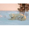Snow Bear with Cubs - Paint by Diamonds