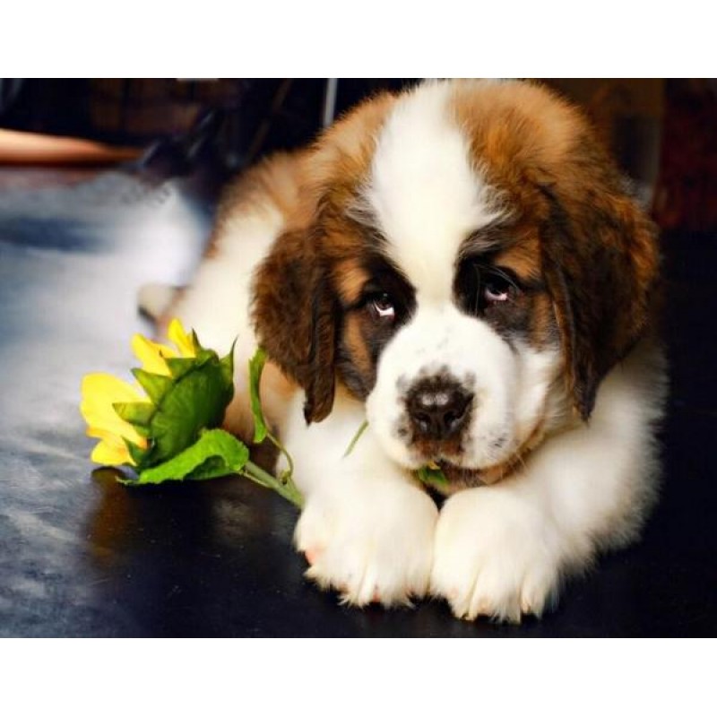 Saint Bernard Puppy ...
