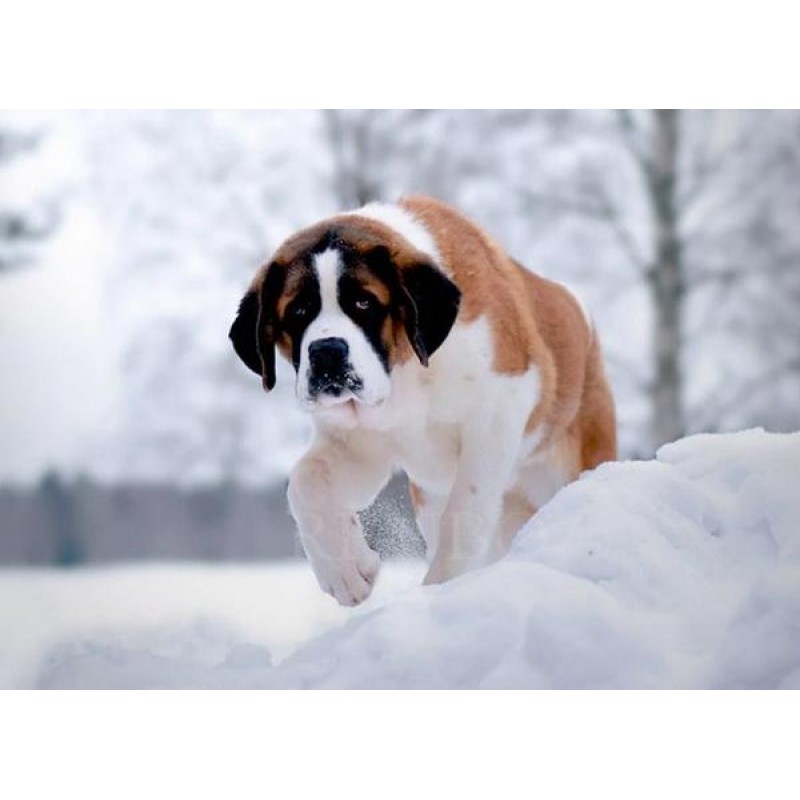 Saint Bernard in Sno...
