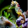 Rainbow Seahorse - Paint with Diamonds