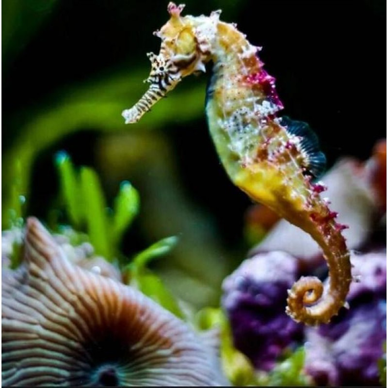 Rainbow Seahorse - P...