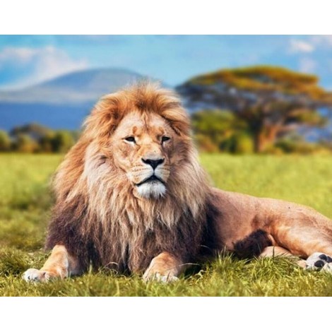 Lion Resting in the pasture