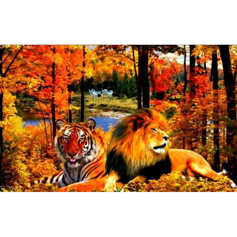 Lion & Tiger in ...
