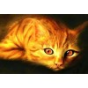 Golden Cat with Orange Eyes