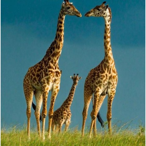 Giraffes Pair & Their Baby