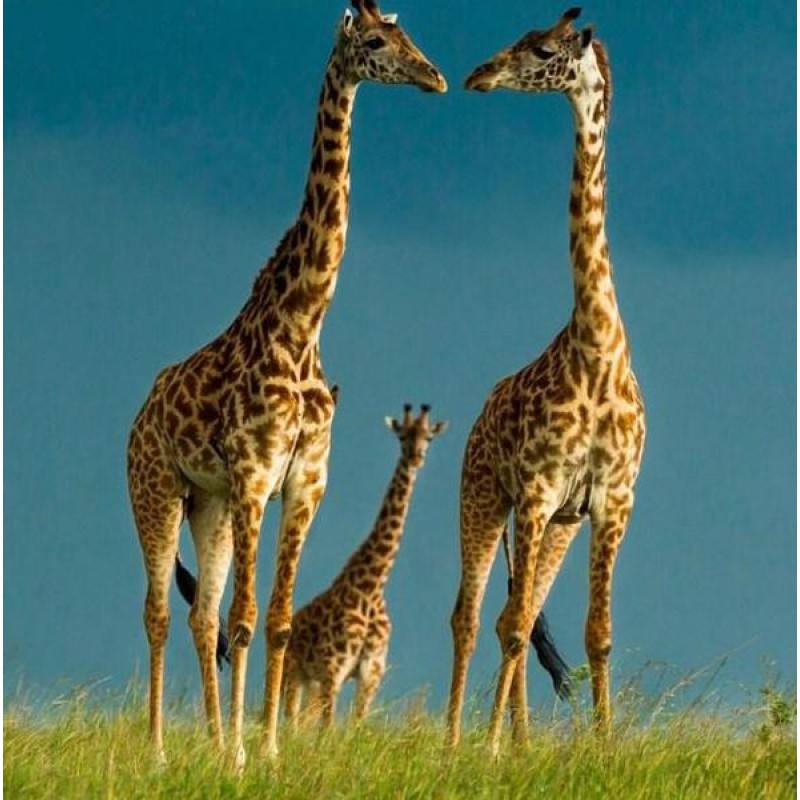 Giraffes Pair & ...