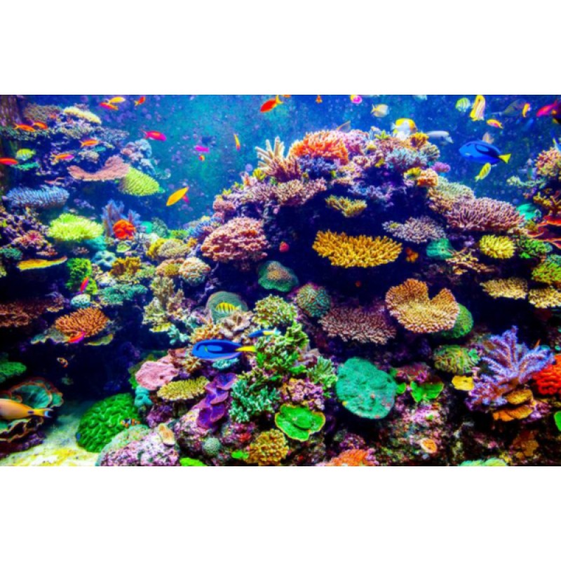 Fish & Coral Ree...