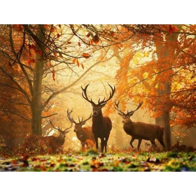 Elks in Autumn Fores...