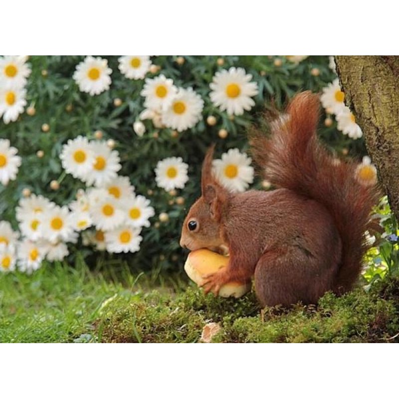 Daisy Flowers & ...