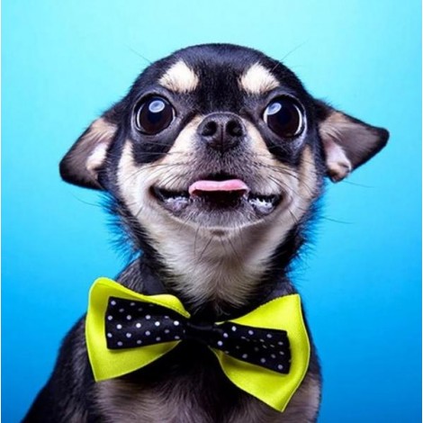 Cutest Chihuahua with a Bow Tie