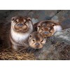 Cute Otter Babies - Diamond Painting Kit