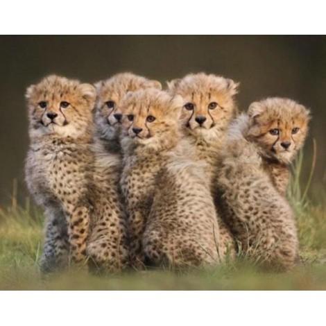Cute Cheetah Cubs - Paint by Diamonds