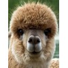 Cute Alpaca Baby Close up Diamond Painting