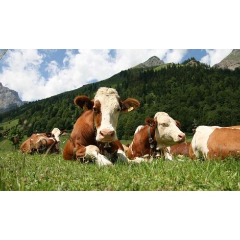 Cows in the Pasture Diamond Painting
