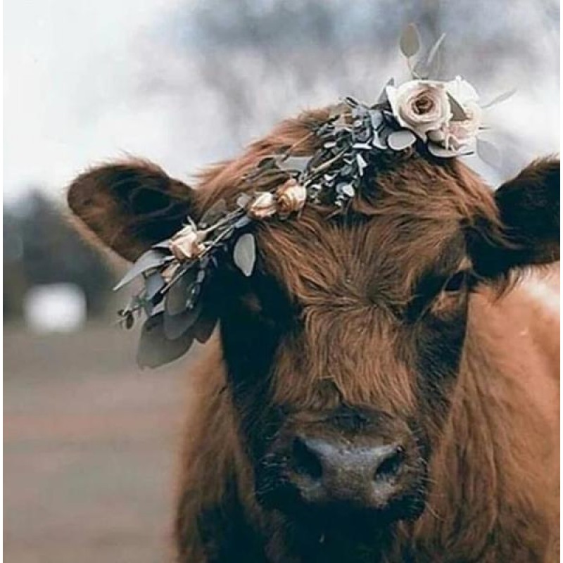 Cow Wearing Flowers ...