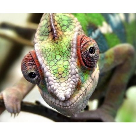 Chameleon Face - Paint with Diamonds
