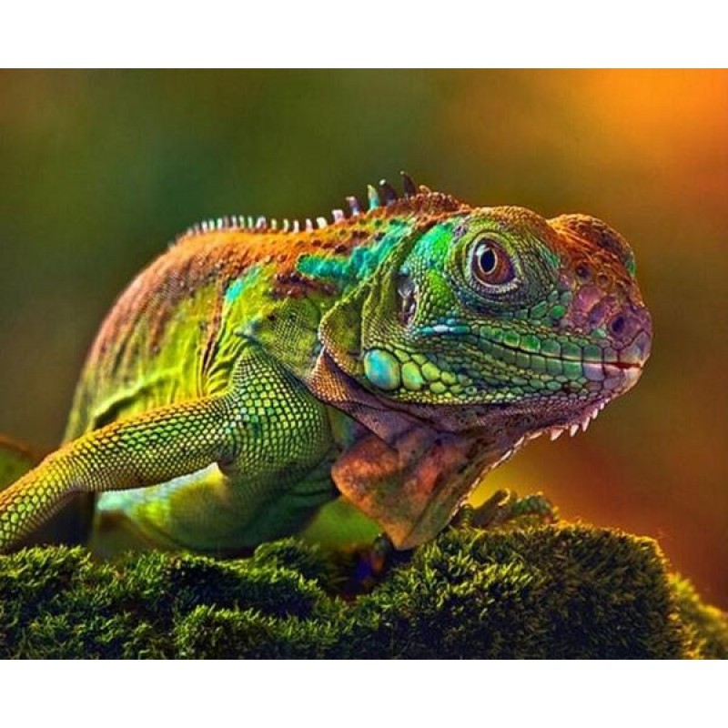 chameleon Close up -...