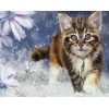 Cat Running in Water
