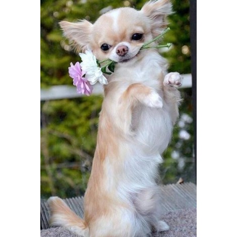 Blonde Long Hair Chihuahua