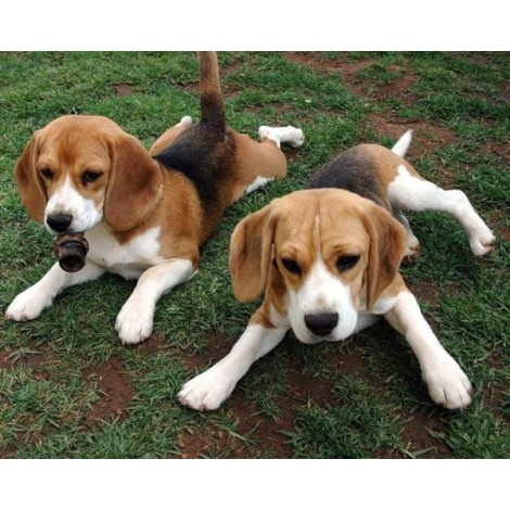 Beagle Bloodhound Puppies Diamond Painting