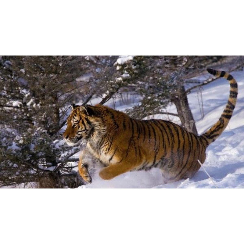 Tiger Running in Sno...