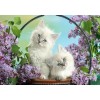 White Cats with Blue Eyes