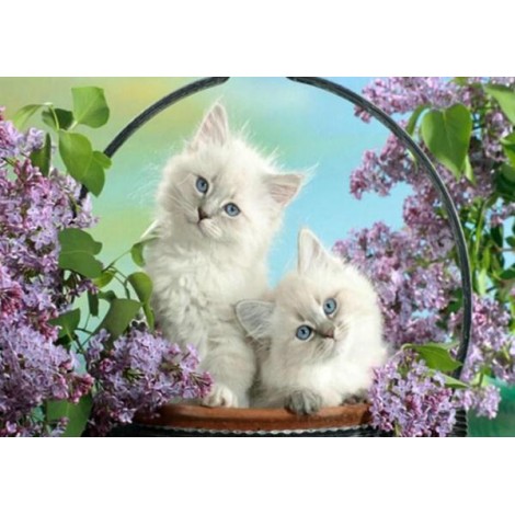 White Cats with Blue Eyes