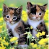 Cute Calico Kittens Diamond Painting