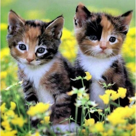 Cute Calico Kittens Diamond Painting