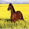 Brown Horse in Yellow Fields