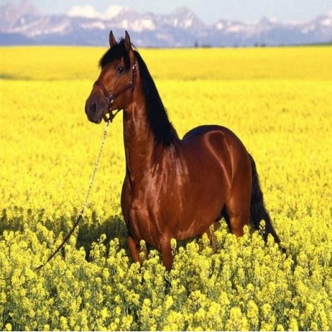 Brown Horse in Yellow Fields
