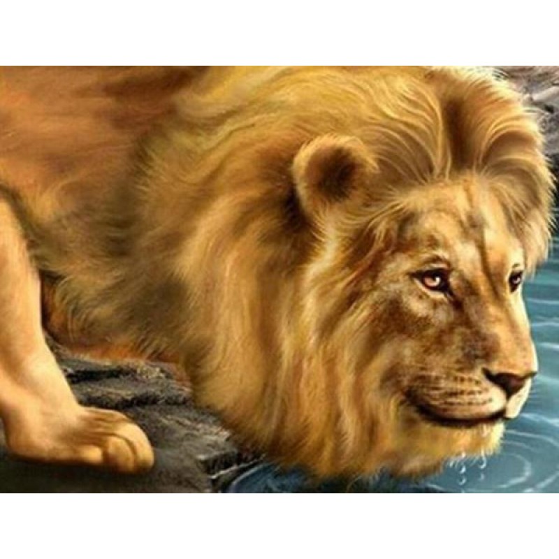 Lion Drinking Water ...