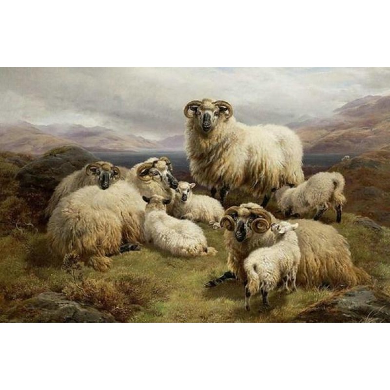 Sheep in the Highlan...