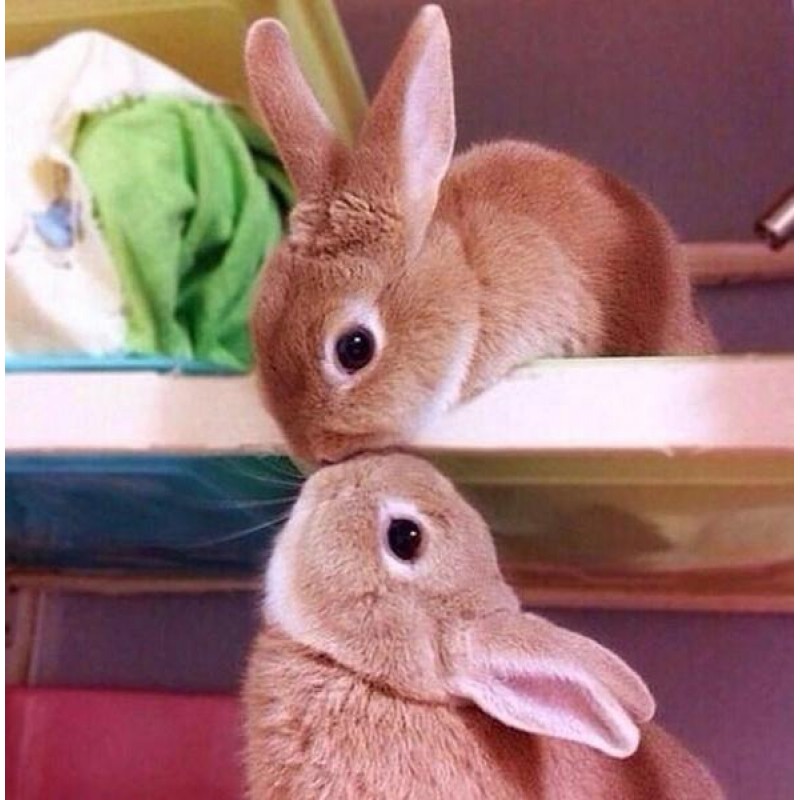 Rabbits Kissing - Di...