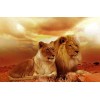 Lion Pair in the Desert