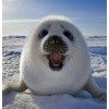 Happy White Seal Fish