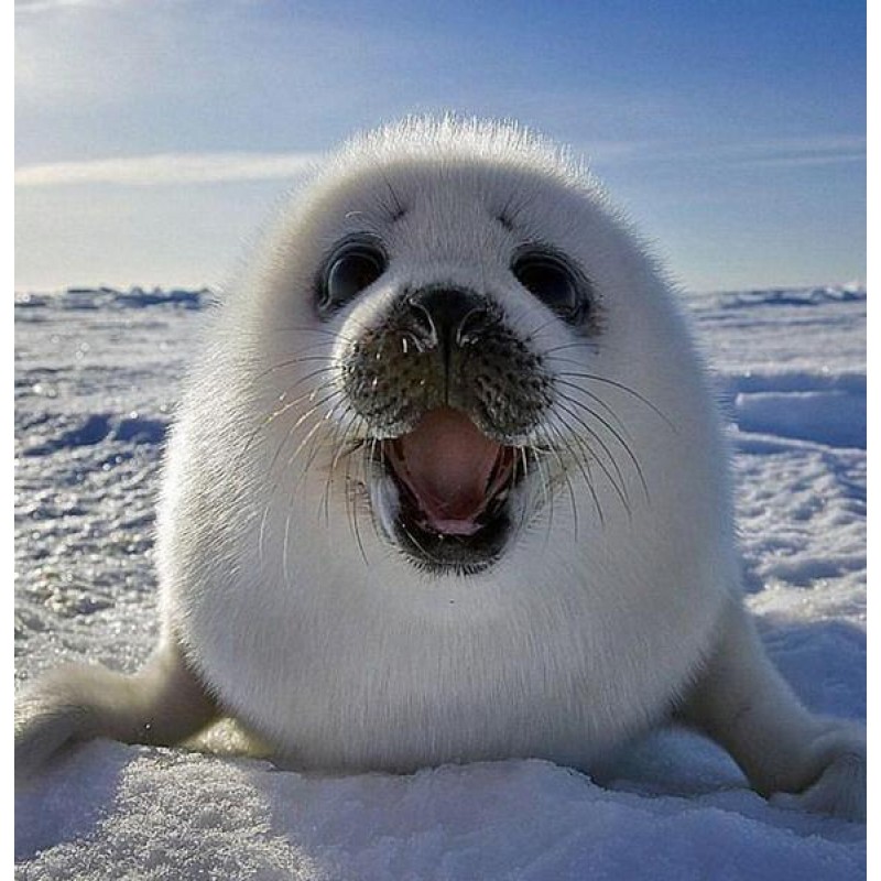 Happy White Seal Fis...