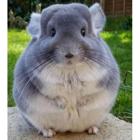 Fluffy Chinchilla Diamond Painting