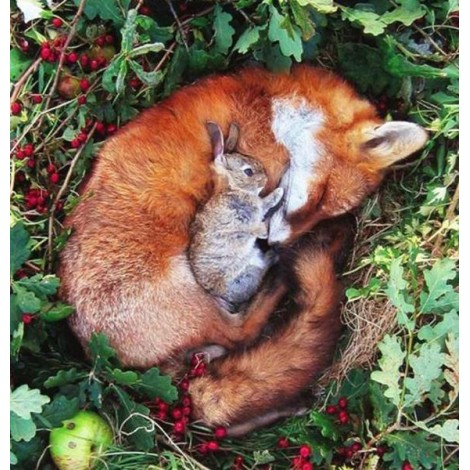 Fox & Rabbit - Paint by Diamonds