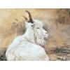 Feral Goat - Diamond Painting Kit