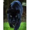 Ferocious Panther Walking on Grass