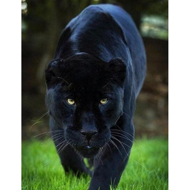 Ferocious Panther Wa...