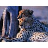 Charming Leopards Pair Diamond Painting